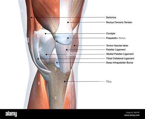 Knee joint showing muscles and ligaments with labels Stock Photo - Alamy