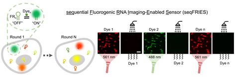 Image result for Graphical Abstract Bioscience
