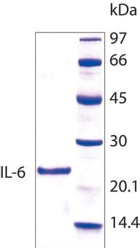 IL-6 human, Interleukin-6, recombinant, expressed in E. coli ...
