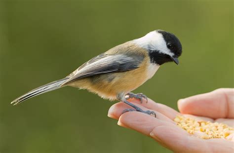 Chickadee Bird Call