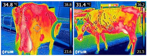 Predicting the Rectal Temperature of Dairy Cows Using Infrared ...