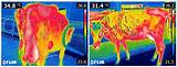 Predicting the Rectal Temperature of Dairy Cows Using Infrared ...
