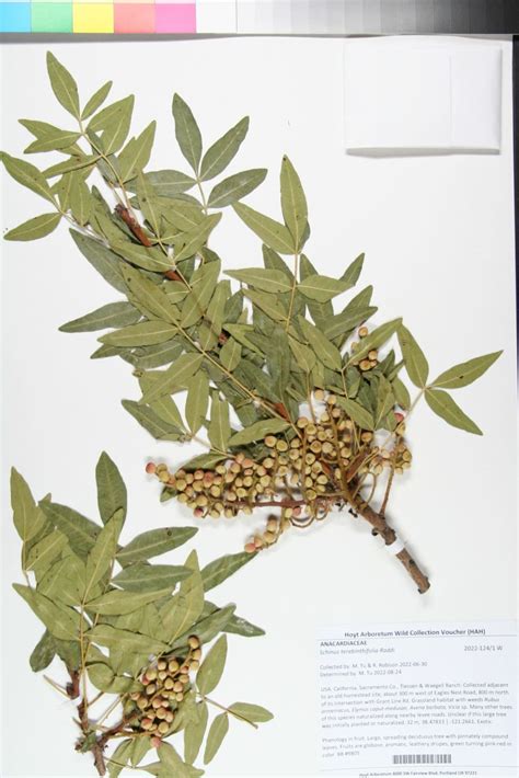 Schinus terebinthifolia - Brazilian pepper-tree, Christmas berry, faux ...