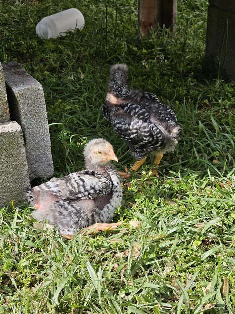Rustic Rock chicks from TSC. : r/chickens