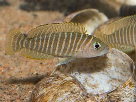 Tanganyikan – Best4Pets