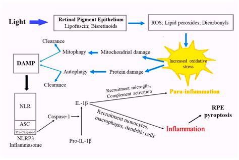 The Retinal Pigment Epithelium Pigment Granules: Norm, Age-related and ...
