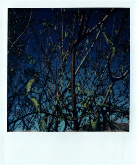 Polaroid OneStep 2 的图像结果