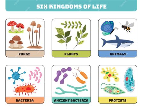 Premium Vector | Diagram Showing Six Kingdoms Of Life