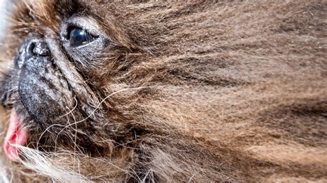 OR dogs: North Bend dog wins 2024 World's Ugliest Dog Contest