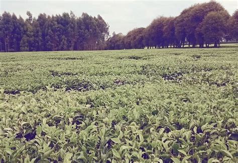 5 BEST Places to Visit in Limuru - UPDATED 2021 (with Photos & Reviews ...