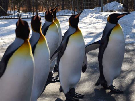 Calgary Zoo: Get the Detail of Calgary Zoo on TimesTravel