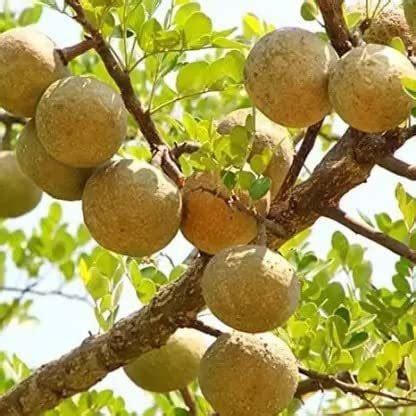JRYU Bel Patra Fruit Seed Price in India - Buy JRYU Bel Patra Fruit ...