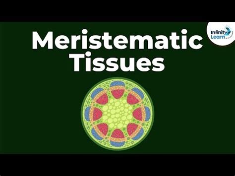 7 What are Meristematic Tissues? - CBSE Class 9 ~ TGARIEA