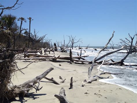 Boneyard Beach, Bulls Island, SC | Sea island, Beach, Trip