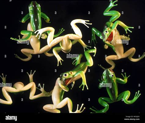 STRANGE PHENOMENA. The mysterious rain of frogs - one of the most ...