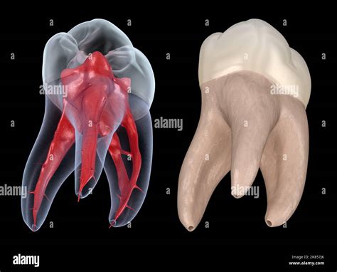 Dental root anatomy - First maxillary molar tooth. Medically accurate ...