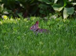 Image result for Mother and Baby Bunny