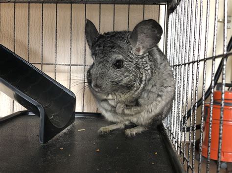 Chinchillas As Pets