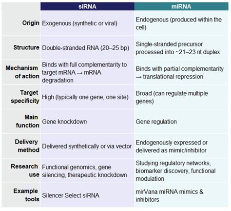 siRNA vs miRNA: decoding these tiny but mighty molecules