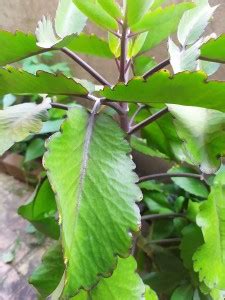 the green dotcom Bryophyllum Pinnatum/Patharchatta Plant Price in India ...