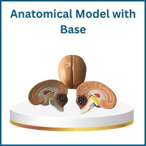 AI-Human Brain 2 Parts Dissectible/Cross Section Brain Model ...
