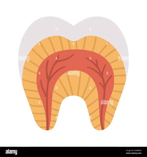 Tooth anatomy poster. Teeth structure scheme. Dental parts illustration. Dentist clinic ...