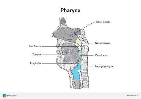 Oropharynx Function