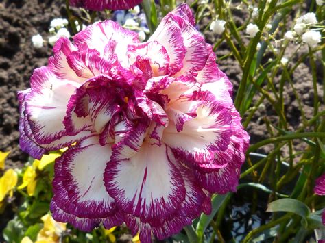 Free Images : nature, blossom, white, flower, purple, petal, bloom ...