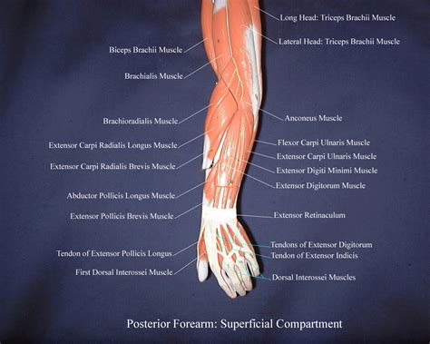 Extensor Forearm Muscles