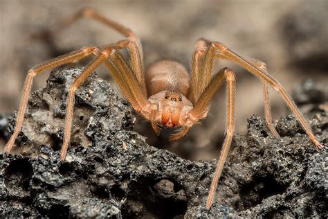Juvenile Brown Recluse