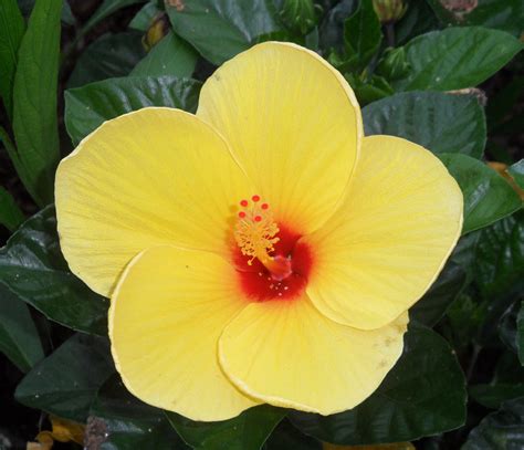 Yellow Hibiscus | Pics4Learning