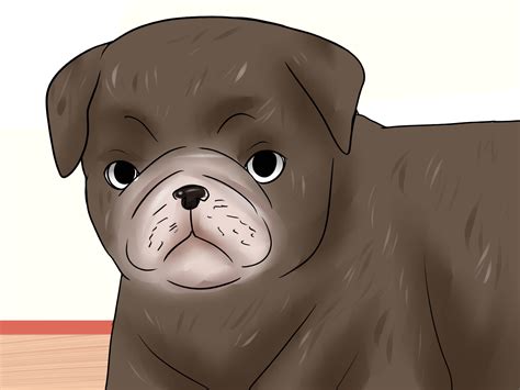 3 Ways to Treat Canine Corneal Ulcers - wikiHow