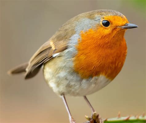 The 30 MOST Common Birds Found in Greece! (2022) - Bird Watching HQ