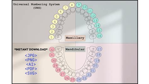 Image result for Tooth Numbering System