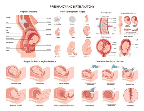 Anatomía de una mujer embarazada y el feto desarrollo fetal vaginal | Vector Premium