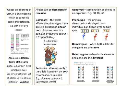 Image result for Inheritance Allele