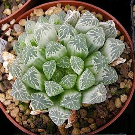 Haworthia Cooperi Variegated Pilifera is a beautiful succulent plant ...