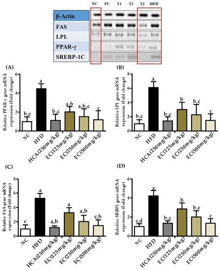 Antioxidants | Editor’s choice Articles