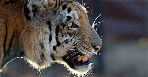 Man-Eater Tiger In UP Kills Fourth Man In Last Month, Forest Officials ...