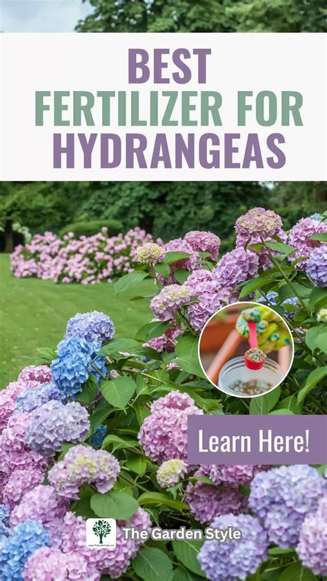 Fertilizer for Hydrangeas: How and When to Fertilize - The Garden Style ...