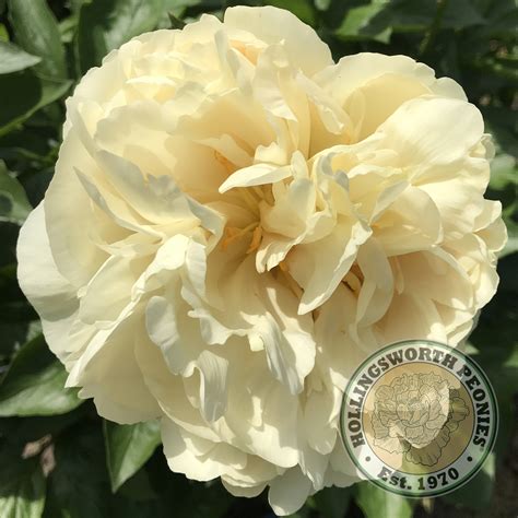 Big Moon - Hollingsworth Peonies®