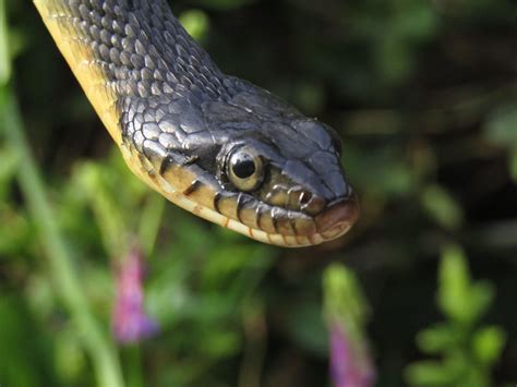 Yellow Belly Water Snake