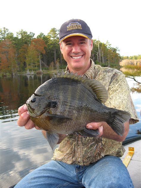 Record Bluegill Arkansas's Biggest Fish