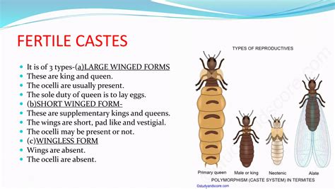 Understanding The Complex Social Behavior Of Termites