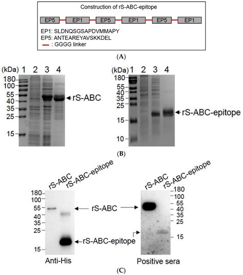 Immunogenicity and Protective Capacity of Sugar ABC Transporter ...