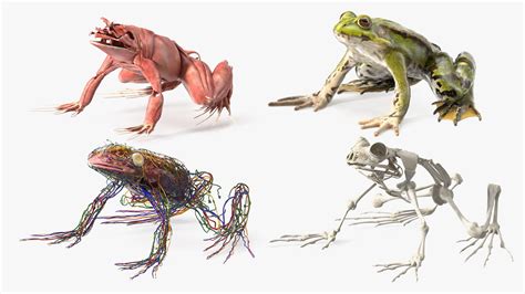 3D Complete Frog Body Anatomy | 3D Molier International