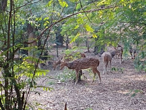 BALLAVPUR WILDLIFE SANCTUARY (2025) All You Need to Know BEFORE You Go ...