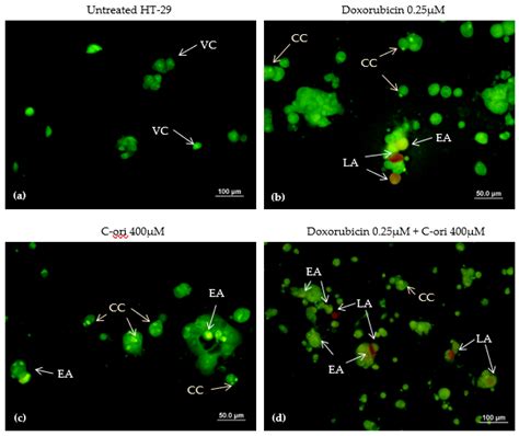 Virtual Screening for Biomimetic Anti-Cancer Peptides from Cordyceps ...