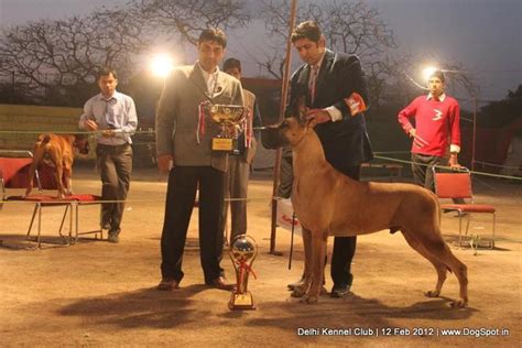 PaquinGreatDanes.in noida up