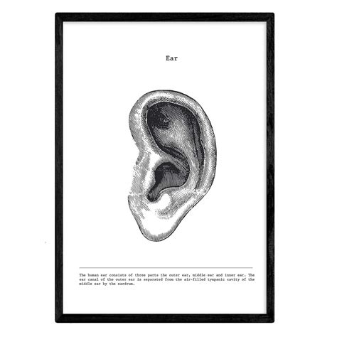 Buy Nacnic ear Oreja. Anatomy of the human body. Muscles and s. Films ...
